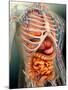 Perspective View of Human Body, Whole Organs And Bones-Stocktrek Images-Mounted Photographic Print