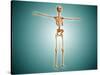 Perspective View of Human Skeletal System-null-Stretched Canvas