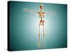 Perspective View of Human Skeletal System-null-Stretched Canvas