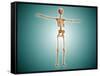 Perspective View of Human Skeletal System-null-Framed Stretched Canvas