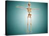 Perspective View of Human Skeletal System-null-Stretched Canvas