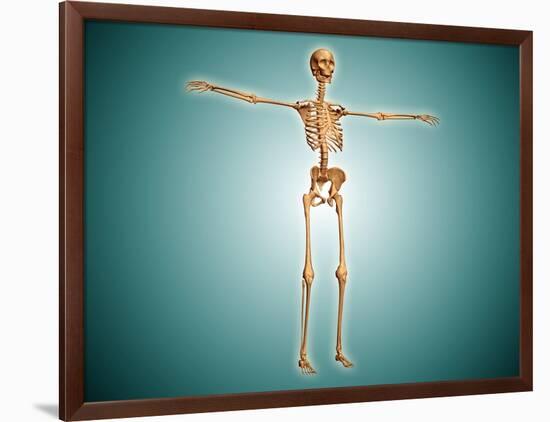 Perspective View of Human Skeletal System-null-Framed Art Print