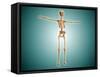 Perspective View of Human Skeletal System-null-Framed Stretched Canvas