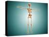 Perspective View of Human Skeletal System-null-Stretched Canvas