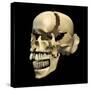Perspective View of Human Skull-null-Stretched Canvas