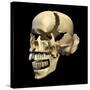 Perspective View of Human Skull-null-Stretched Canvas