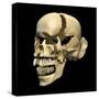 Perspective View of Human Skull-null-Stretched Canvas