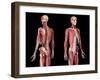 Perspective views of skeleton, muscles, veins and arteries on upper body, black background.-Leonello Calvetti-Framed Art Print