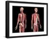 Perspective views of skeleton, muscles, veins and arteries on upper body, black background.-Leonello Calvetti-Framed Art Print