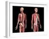 Perspective views of skeleton, muscles, veins and arteries on upper body, black background.-Leonello Calvetti-Framed Art Print