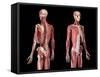 Perspective views of skeleton, muscles, veins and arteries on upper body, black background.-Leonello Calvetti-Framed Stretched Canvas