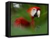 Peru; a Brilliant Scarlet Macaw in the Tropical Forest of the Amazon Basin-Nigel Pavitt-Framed Stretched Canvas