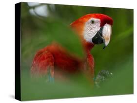 Peru; a Brilliant Scarlet Macaw in the Tropical Forest of the Amazon Basin-Nigel Pavitt-Stretched Canvas