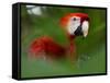 Peru; a Brilliant Scarlet Macaw in the Tropical Forest of the Amazon Basin-Nigel Pavitt-Framed Stretched Canvas