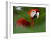 Peru; a Brilliant Scarlet Macaw in the Tropical Forest of the Amazon Basin-Nigel Pavitt-Framed Photographic Print