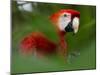 Peru; a Brilliant Scarlet Macaw in the Tropical Forest of the Amazon Basin-Nigel Pavitt-Mounted Photographic Print