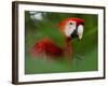 Peru; a Brilliant Scarlet Macaw in the Tropical Forest of the Amazon Basin-Nigel Pavitt-Framed Photographic Print