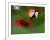 Peru; a Brilliant Scarlet Macaw in the Tropical Forest of the Amazon Basin-Nigel Pavitt-Framed Photographic Print