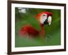 Peru; a Brilliant Scarlet Macaw in the Tropical Forest of the Amazon Basin-Nigel Pavitt-Framed Photographic Print