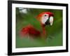 Peru; a Brilliant Scarlet Macaw in the Tropical Forest of the Amazon Basin-Nigel Pavitt-Framed Photographic Print