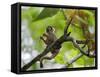 Peru; a Squirrel Monkey on the Banks of the Madre De Dios River-Nigel Pavitt-Framed Stretched Canvas