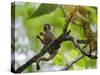 Peru; a Squirrel Monkey on the Banks of the Madre De Dios River-Nigel Pavitt-Stretched Canvas