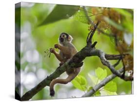 Peru; a Squirrel Monkey on the Banks of the Madre De Dios River-Nigel Pavitt-Stretched Canvas