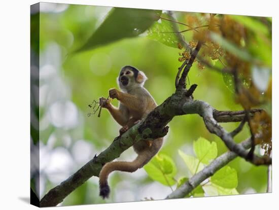 Peru; a Squirrel Monkey on the Banks of the Madre De Dios River-Nigel Pavitt-Stretched Canvas