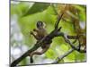 Peru; a Squirrel Monkey on the Banks of the Madre De Dios River-Nigel Pavitt-Mounted Premium Photographic Print