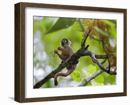 Peru; a Squirrel Monkey on the Banks of the Madre De Dios River-Nigel Pavitt-Framed Photographic Print