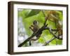 Peru; a Squirrel Monkey on the Banks of the Madre De Dios River-Nigel Pavitt-Framed Photographic Print