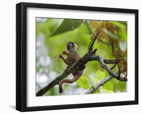 Peru; a Squirrel Monkey on the Banks of the Madre De Dios River-Nigel Pavitt-Framed Photographic Print