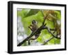 Peru; a Squirrel Monkey on the Banks of the Madre De Dios River-Nigel Pavitt-Framed Photographic Print