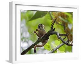 Peru; a Squirrel Monkey on the Banks of the Madre De Dios River-Nigel Pavitt-Framed Photographic Print