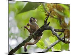 Peru; a Squirrel Monkey on the Banks of the Madre De Dios River-Nigel Pavitt-Mounted Photographic Print