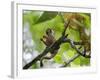 Peru; a Squirrel Monkey on the Banks of the Madre De Dios River-Nigel Pavitt-Framed Photographic Print