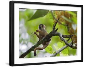 Peru; a Squirrel Monkey on the Banks of the Madre De Dios River-Nigel Pavitt-Framed Photographic Print