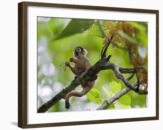 Peru; a Squirrel Monkey on the Banks of the Madre De Dios River-Nigel Pavitt-Framed Photographic Print