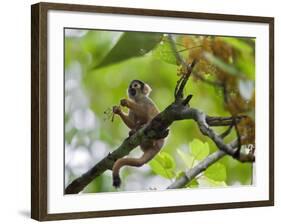 Peru; a Squirrel Monkey on the Banks of the Madre De Dios River-Nigel Pavitt-Framed Photographic Print