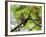 Peru; a Squirrel Monkey on the Banks of the Madre De Dios River-Nigel Pavitt-Framed Photographic Print