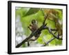 Peru; a Squirrel Monkey on the Banks of the Madre De Dios River-Nigel Pavitt-Framed Photographic Print