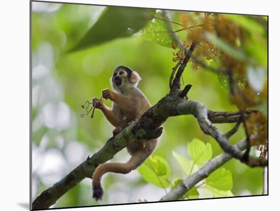 Peru; a Squirrel Monkey on the Banks of the Madre De Dios River-Nigel Pavitt-Mounted Photographic Print