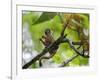 Peru; a Squirrel Monkey on the Banks of the Madre De Dios River-Nigel Pavitt-Framed Photographic Print