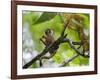 Peru; a Squirrel Monkey on the Banks of the Madre De Dios River-Nigel Pavitt-Framed Photographic Print