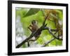 Peru; a Squirrel Monkey on the Banks of the Madre De Dios River-Nigel Pavitt-Framed Photographic Print