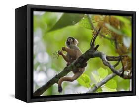Peru; a Squirrel Monkey on the Banks of the Madre De Dios River-Nigel Pavitt-Framed Stretched Canvas