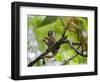 Peru; a Squirrel Monkey on the Banks of the Madre De Dios River-Nigel Pavitt-Framed Photographic Print