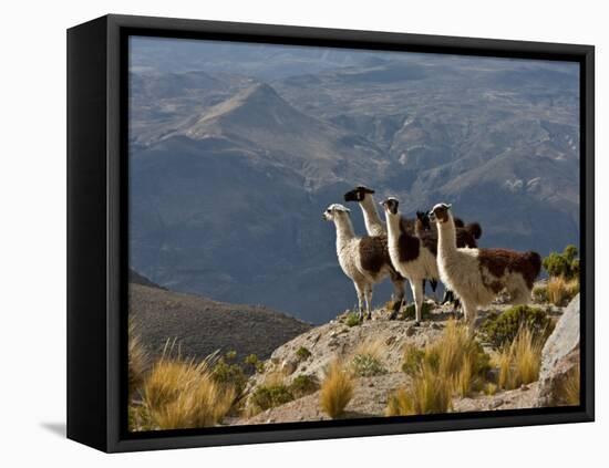 Peru, Llamas in the Bleak Altiplano of the High Andes Near Colca Canyon-Nigel Pavitt-Framed Stretched Canvas