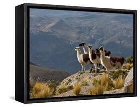 Peru, Llamas in the Bleak Altiplano of the High Andes Near Colca Canyon-Nigel Pavitt-Framed Stretched Canvas