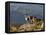 Peru, Llamas in the Bleak Altiplano of the High Andes Near Colca Canyon-Nigel Pavitt-Framed Stretched Canvas